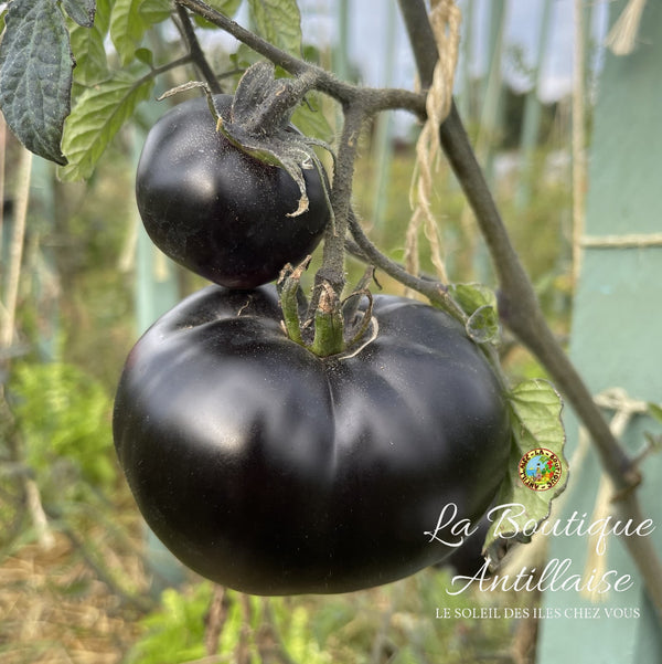 Tomate Black Beauty plant - La Boutique Antillaise