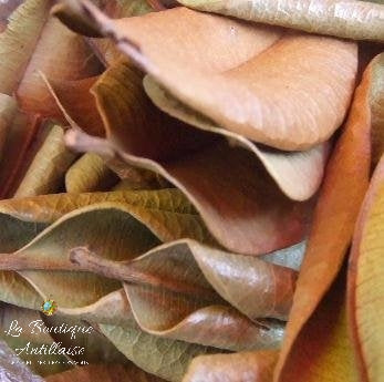 BOIS D'INDE FEUILLES