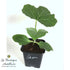 products/giraumon-plant-des-antilles-la-boutique-antillaise_9eddf99e-732e-4e46-9c22-56cfa2b2cfe0.JPG