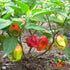 products/piment-habanero-bondamanjak-fruits_80a509ba-1415-4177-8e5e-46d3304eaf84.JPG
