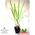 products/plant-citronnelle-la-boutique-antillaise_8782a0ac-161c-4e53-b339-5c6a10e4a433.JPG