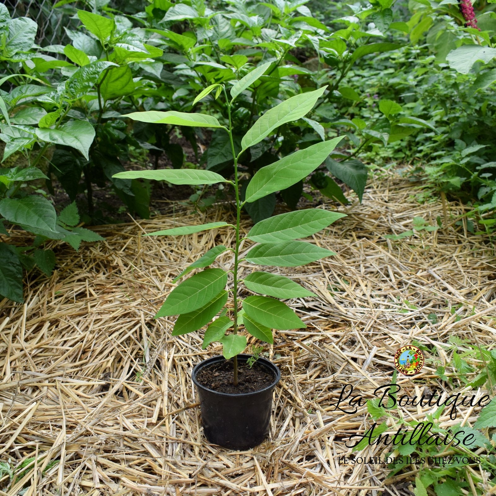 Pomme cannelle, Attier : planter, cultiver, récolter