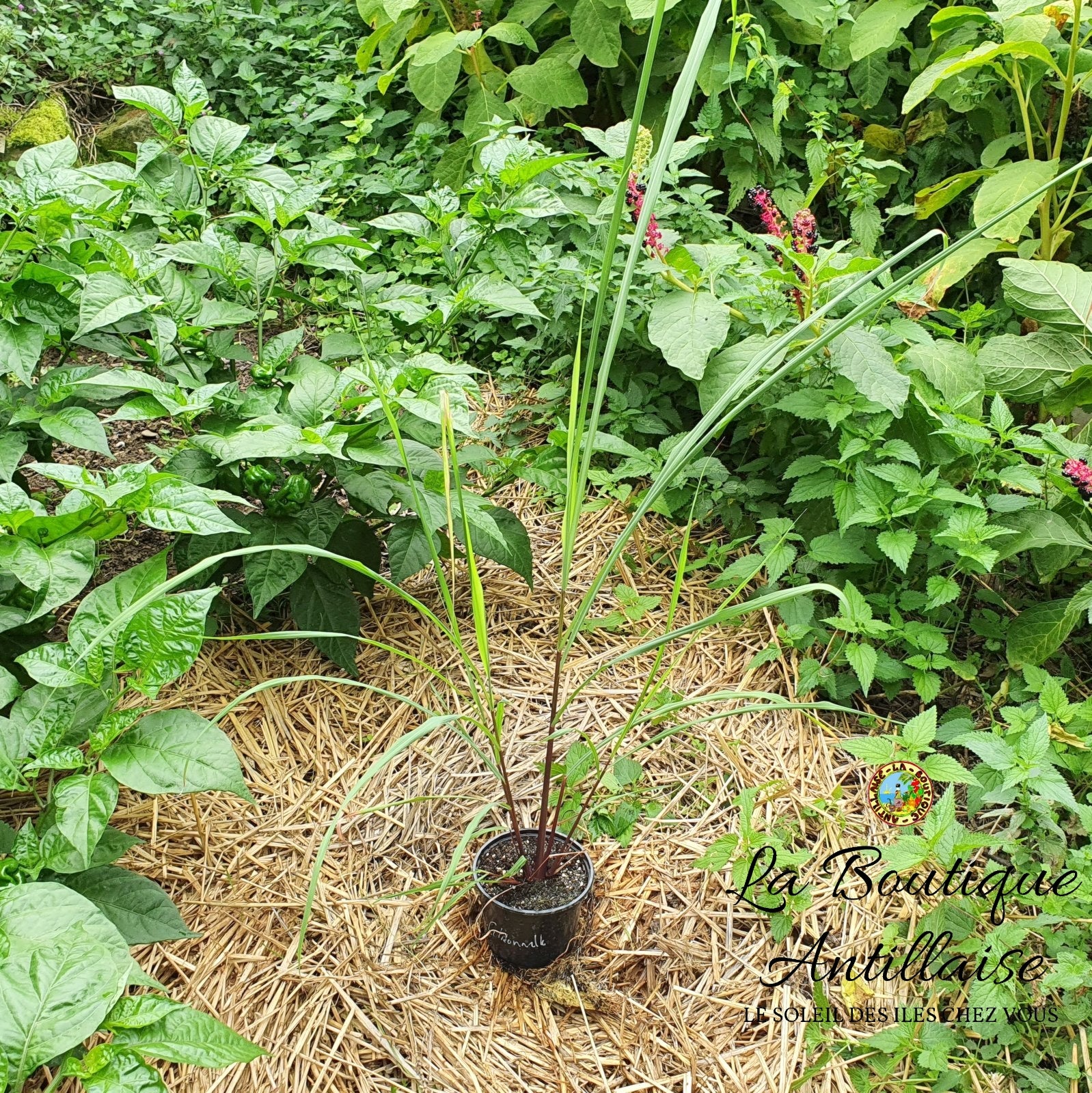 citronnelle plante en pot PLANT CITRONNELLE DE MADAGACSAR