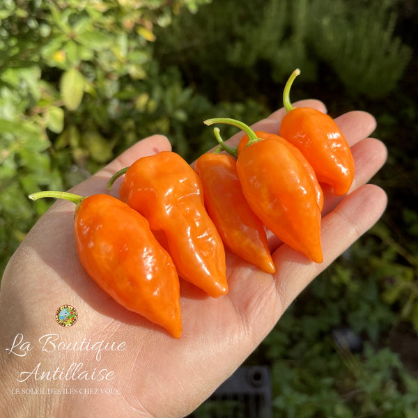Piment Habanada - Vegetarien orange - 5 jeunes plants +1 gratuit - La Boutique Antillaise