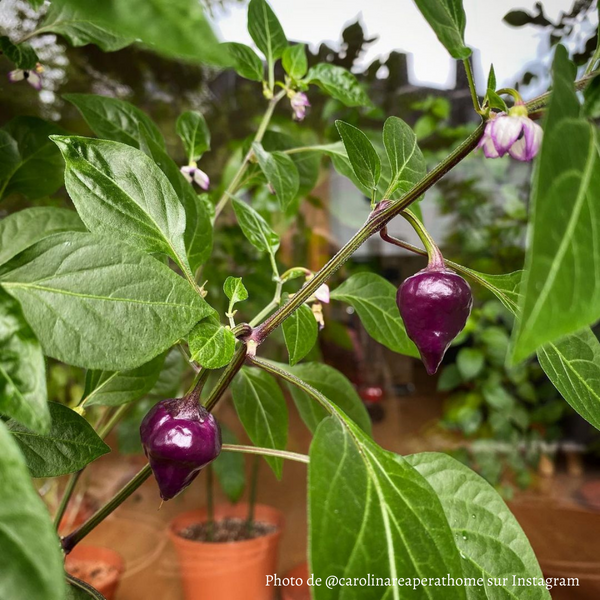 Piment Purple UFO plant adulte