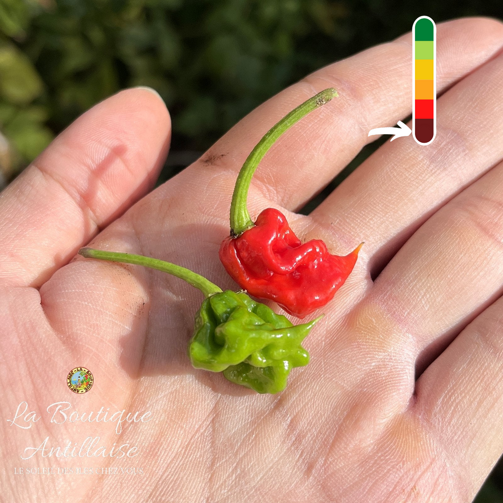 Piment Dragons Breath - jeune plant