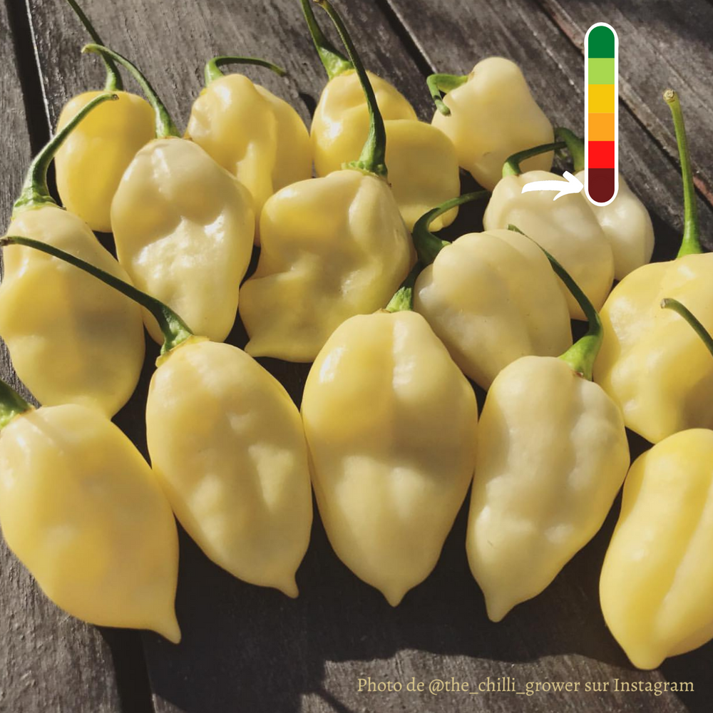 Piment Bhut Jolokia Blanc jeune plant