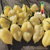 Piment Bhut Jolokia Blanc plant adulte
