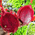 Pitaya Rouge - Fruit du Dragon plant