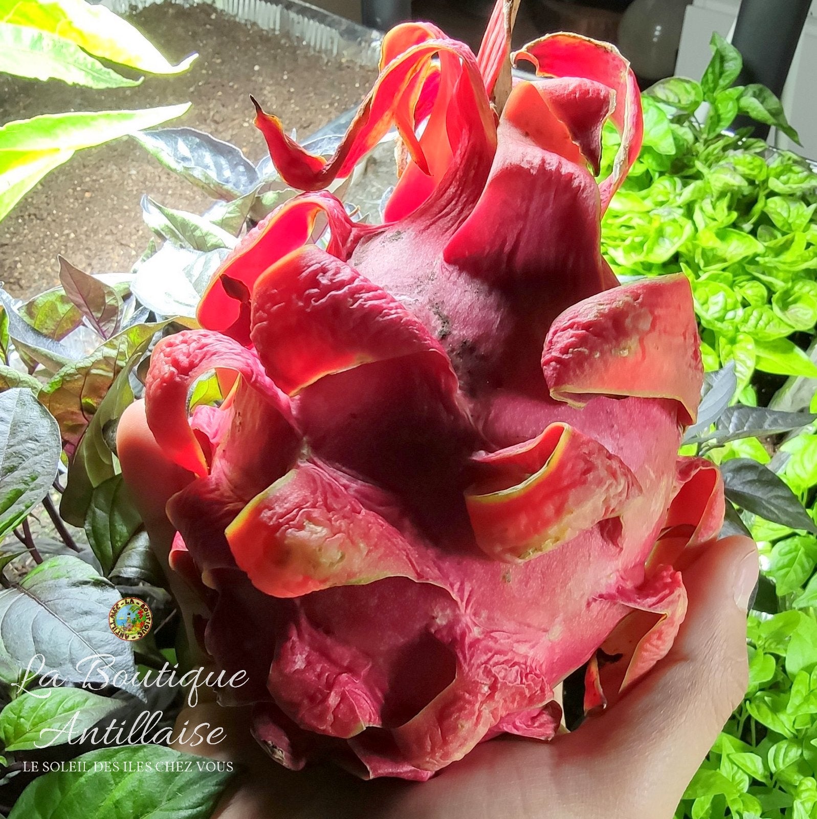 Pitaya Rouges GIRAUMON PLANT - POTIRON DES ANTILLES | La Boutique Antillaise