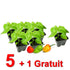 products/plants-piment-bondamanjakrouge-5_1gratuit-laboutiqueantillaise.jpg