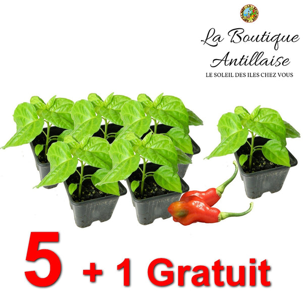 PIMENT VEGETARIEN JEUNES PLANTS - 5 PLANTS +1 GRATUIT - La Boutique Antillaise
