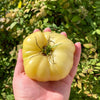 Tomate Pomodoro White Beauty Plant