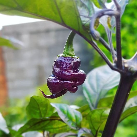 PIMENT PURPLE REAPER - CAROLINA REAPER VIOLET - JEUNE PLANT